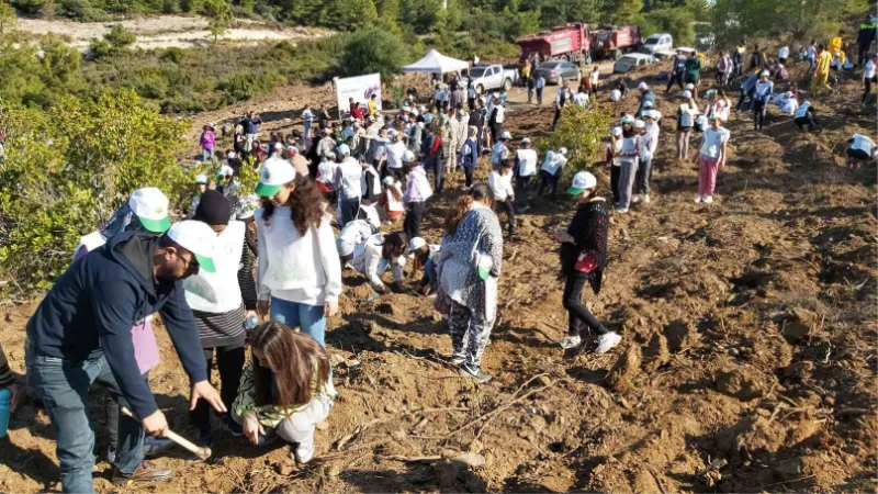 Datça’da bin adet harnup ve kızılçam fidanı dikildi