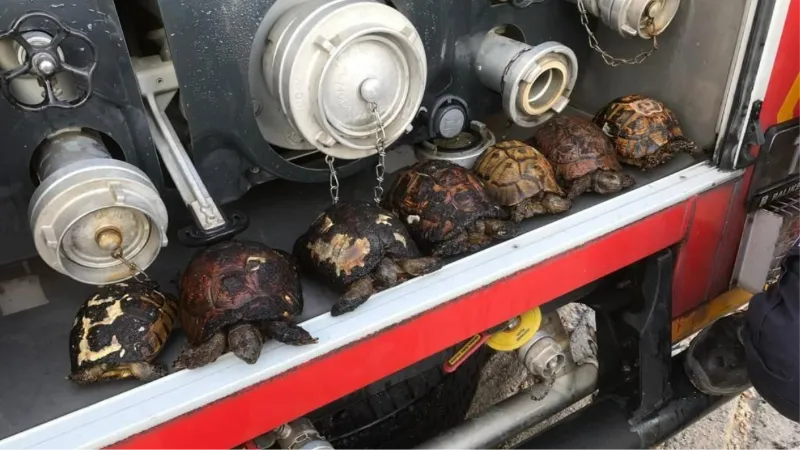 Sazlık yangınında itfaiye 8 kaplumbağa ile 1 yavru köpeği kurtardı