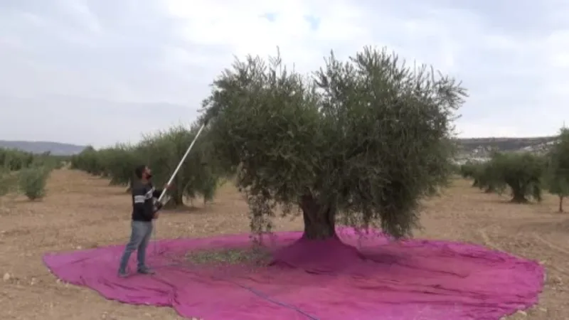 Kilis’te zeytinyağı fabrikaları tam kapasite çalışıyor