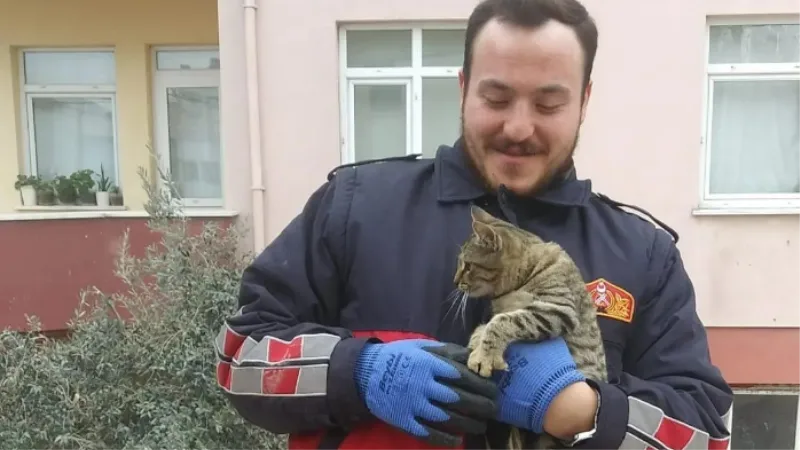 Telefon direğinde mahsur kalan kedi kurtarıldı