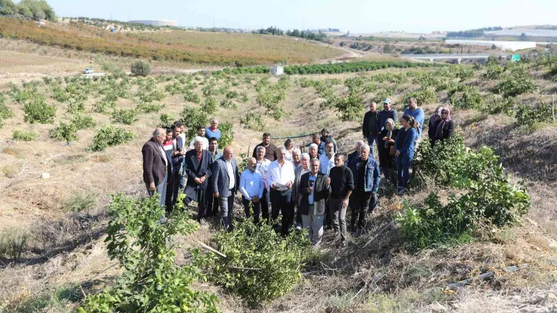 Mersin’de limon ağaçlarının kesilmesi tepki çekti