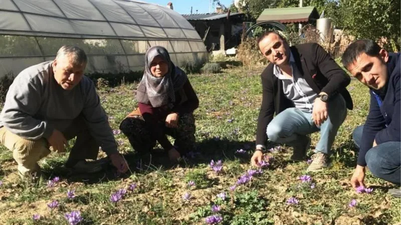 Simav’da ’Safran’ hasadı