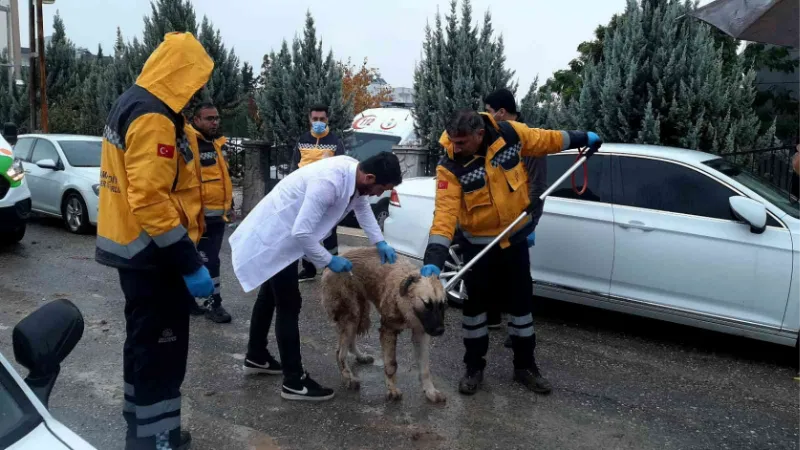 Adıyaman’daki kuduz vakasının ardından sokak hayvanlarına aşılama başladı