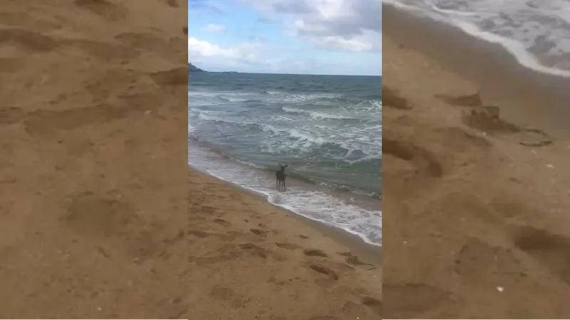 Denizde karaca yavrusu görüldü