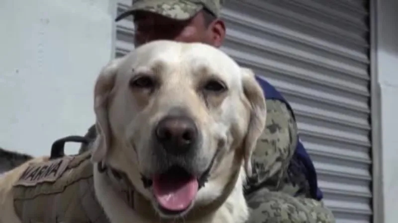 Meksika’da 12 kişinin hayatını kurtaran donanma köpeği Frida hayatını kaybetti