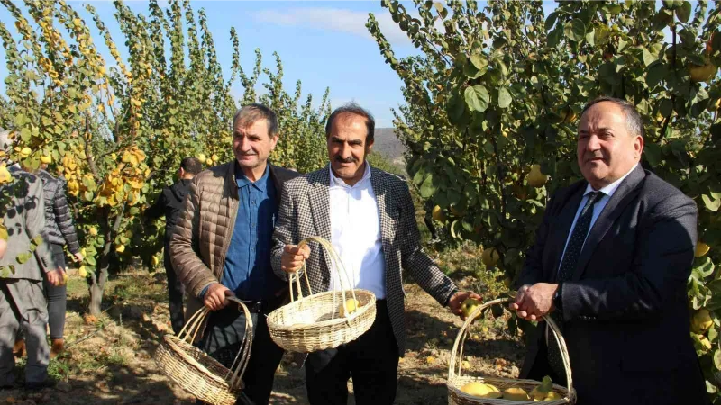 Ayvada hasat coşkusu