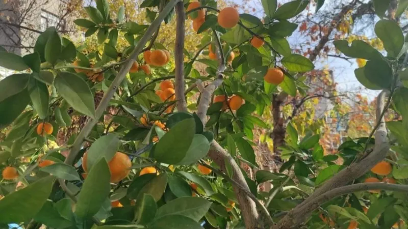 Nallıhan’da yetiştirilen mandalina görenleri şaşırtıyor