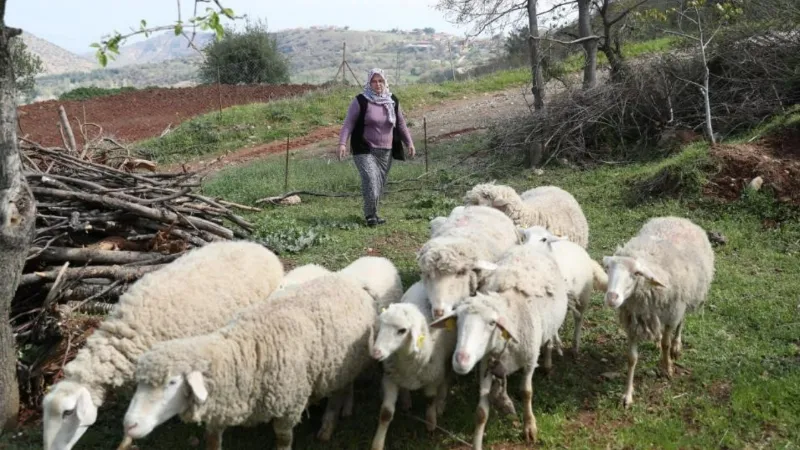 Kadın üreticilere küçükbaş hayvan ve yem desteği verilecek