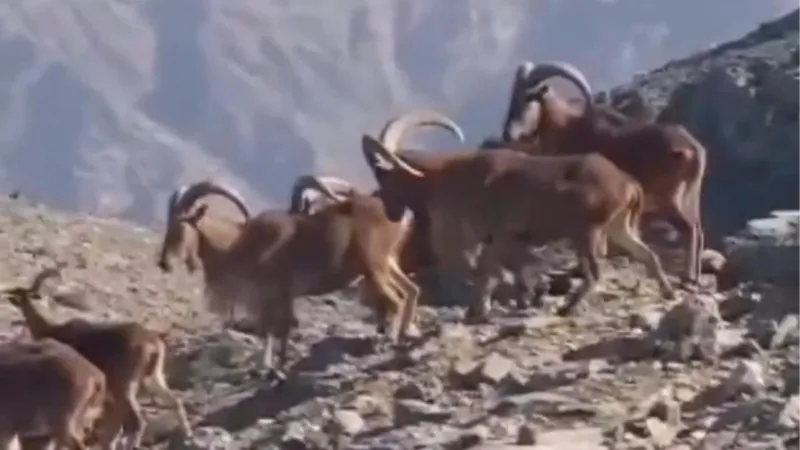 Terör örgütünden temizlenen dağlar dağ keçilerinin mekanı oldu
