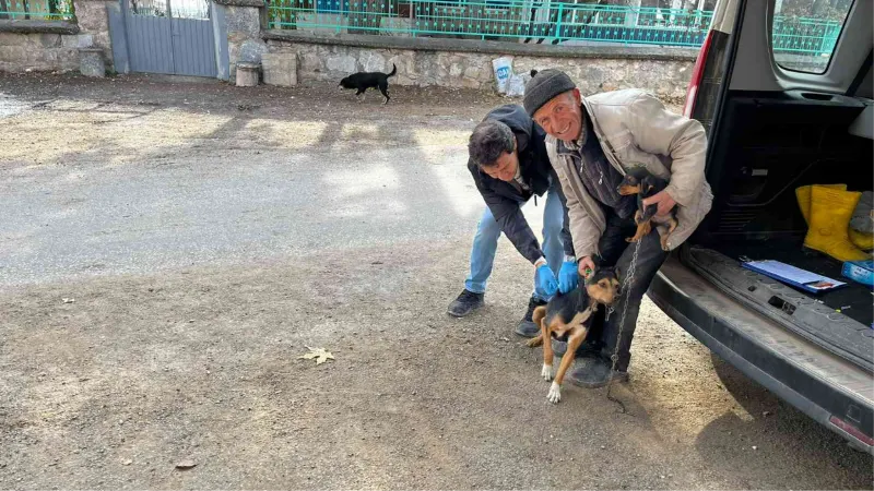 Aslanapa’da kedi ve köpeklere kuduz aşısı