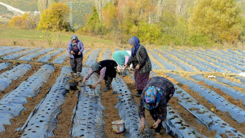 Nilüfer Belediyesi’nden kadın üreticilere 100 bin çilek fidesi