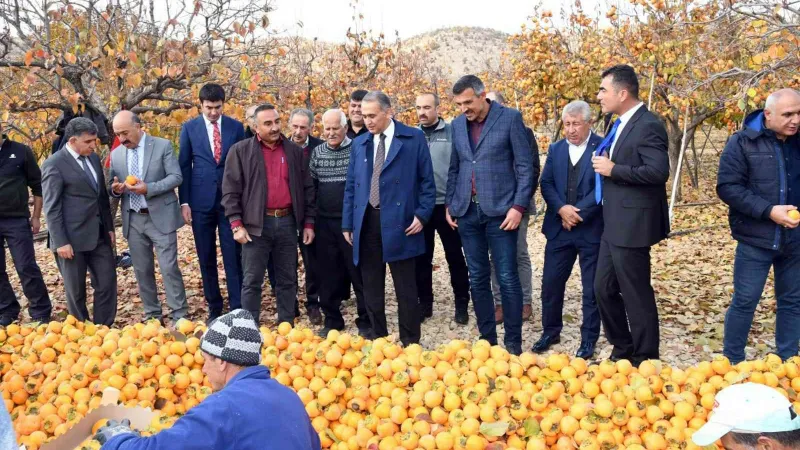 Adıyaman’da ’Cennet Hurması’ hasadı başladı