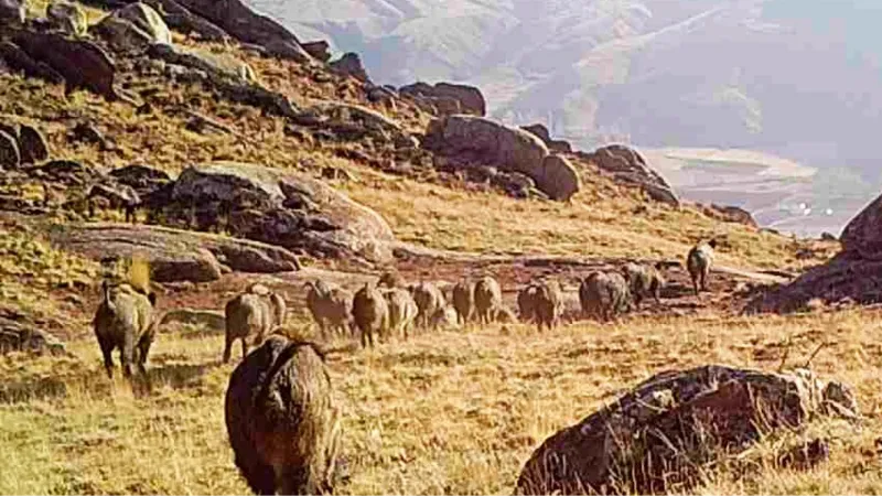 Fotokapan görüntüleri belgeselleri aratmadı