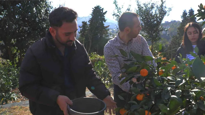 Rize’de mandalina hasadı başladı