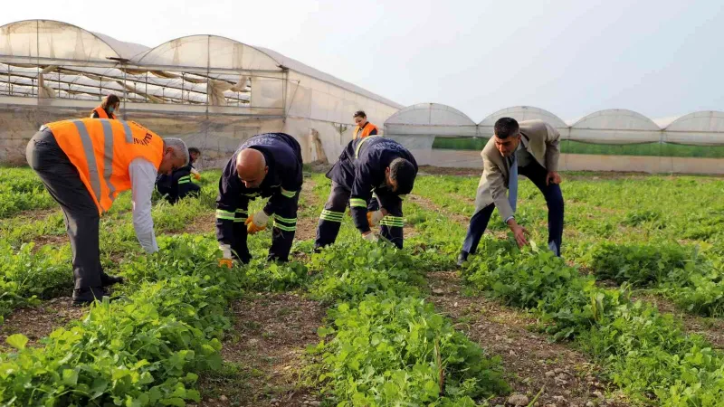 Akdeniz’de toprakla buluşturulan maralfalfa bitkisi çelikleri yeşerdi