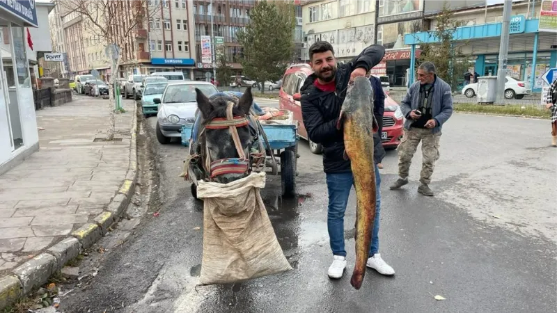 Ardahan’da boyları 1,5 metreyi aşan 5 yayın balığı yakalandı