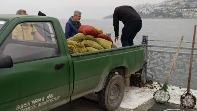 Kaçak midye avcılarına operasyon