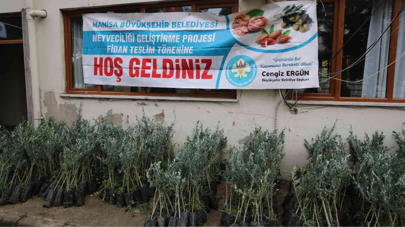 Salihli’de 6 bin 480 zeytin fidanı üreticilere teslim edildi