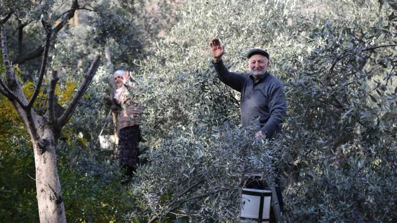 80’i aşan yaşlarına rağmen ağaçların tepesine çıkarak zeytin hasadı yapıyorlar