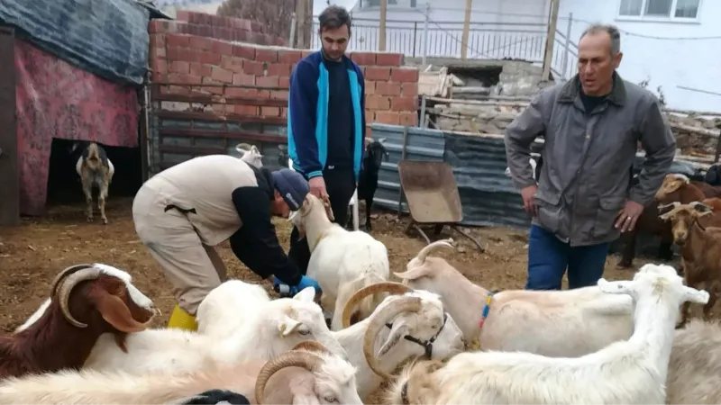 Gediz’de küçükbaş hayvanlara çiçek aşısı