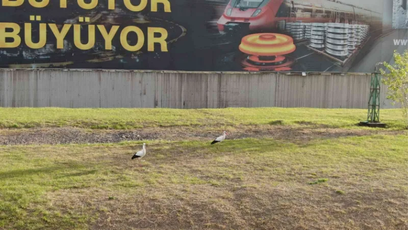 Göç etmeyi unutan leylek çifti Karabük’ü mesken tuttu