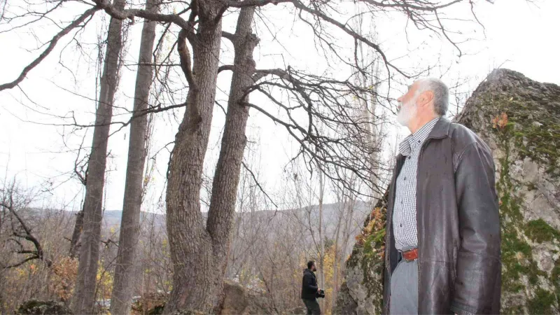 Türkiye’nin en büyük fındık ağacı Giresun’da