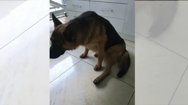 Kayıp köpek “hera”, yaralı halde bulundu