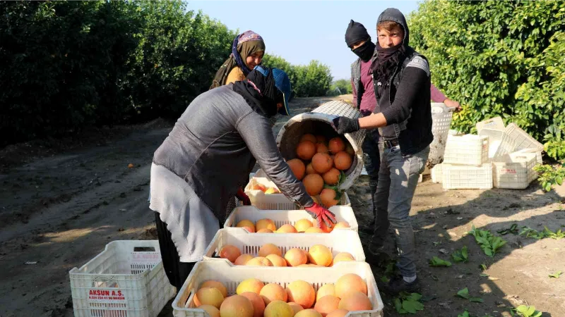 Hasadı başladı, sadece yüzde 10’u Türkiye’de tüketiliyor, yüzde 90’ı ihraç ediliyor