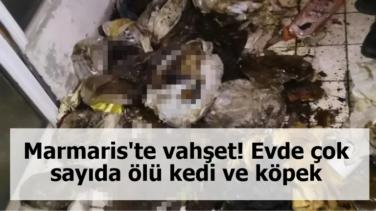 Marmaris'te vahşet! Evde çok sayıda ölü kedi ve köpek bulundu