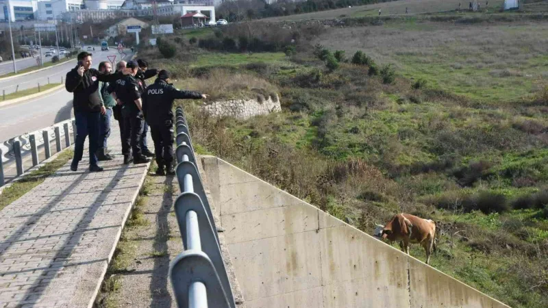 Kamyonetin çarptığı 2 inek yaralandı