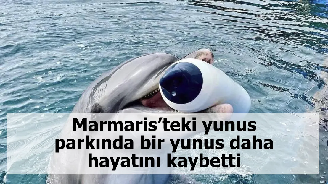 Marmaris’teki yunus parkında bir yunus daha hayatını kaybetti