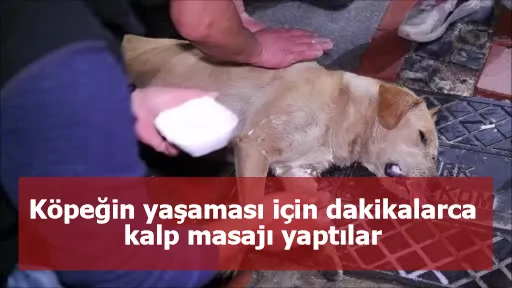 İnsanlık ölmemiş dedirten haber! Köpeğin yaşaması için dakikalarca kalp masajı yaptılar
