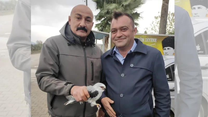 Osmaniye’de yaralı bulunan kızıl şahin ve ak çaylak tedaviye alındı