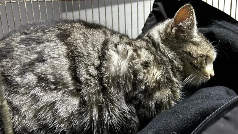 Hasta kedi Akşehir Belediyesi tarafından iyileştirildi