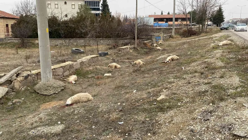 Konya’da otlayan 50’dan fazla koyun telef oldu