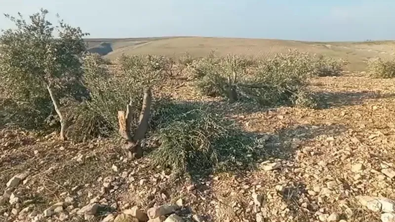 Şanlıurfa’da yüzlerce zeytin ağacı kimliği belirsiz kişilerce kesildi