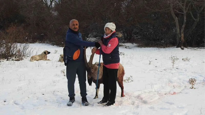 Köpeklerin saldırısına uğrayarak yaralanan dağ keçisini vatandaşlar kurtardı