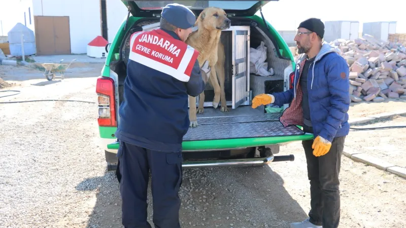 Karaman’da yaralı köpek koruma altına alındı