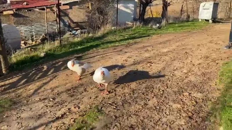 Sayaç okumak için eve giden personel, kaz saldırısı sonucu neye uğradığını şaşırdı