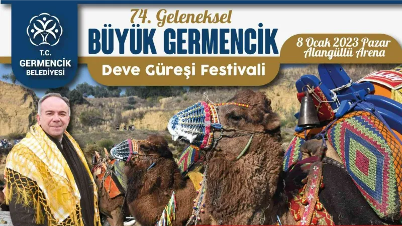 Germencik’te deve güreşi hazırlıkları sürüyor