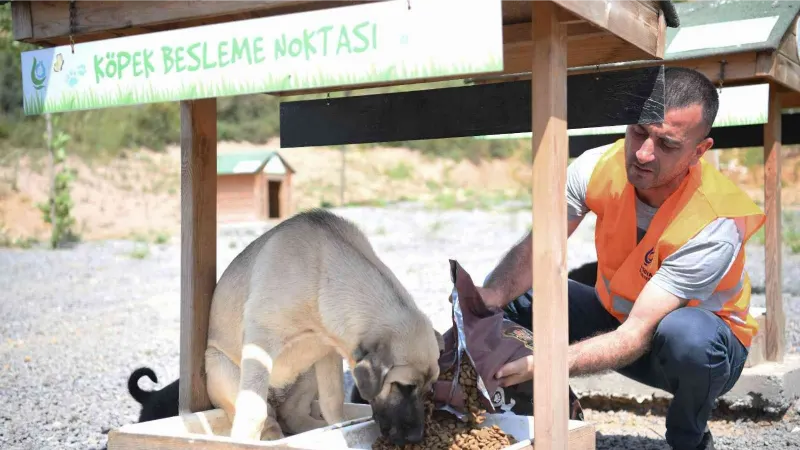 Sokak hayvanlarına 12 ton mama dağıtıldı