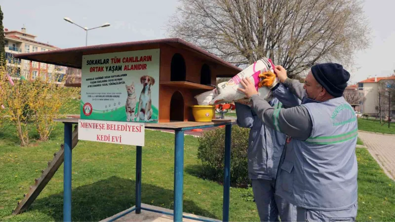 Menteşe Belediyesi sokaktaki can dostları unutmadı