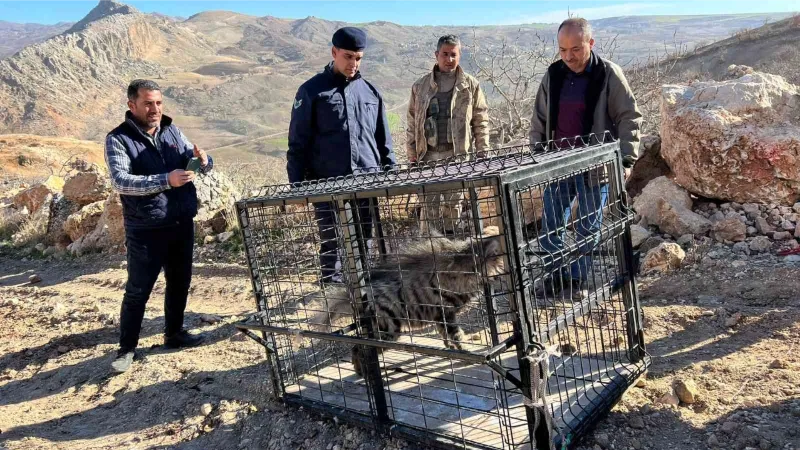 Çizgili sırtlan traktör sürücüsüne yolda eşlik etti