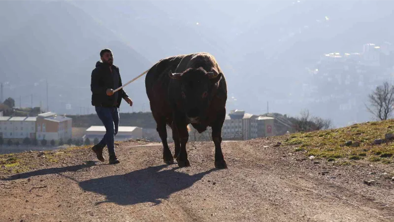 Artvin’de heykeli yapılan şampiyon boğa 500 bin liraya satıldı