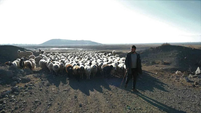 Zemheri ayında kar yağmayınca küçükbaş hayvanlar yeniden meralara çıkarıldı