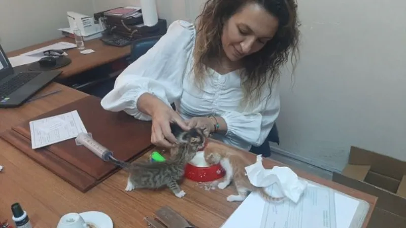 Annelerine araba çarpan 5 yavru kedinin bakımı veterinere kaldı