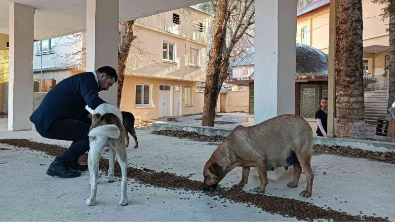 Osmaniye Belediyesi, sokak hayvanlarına umut oluyor