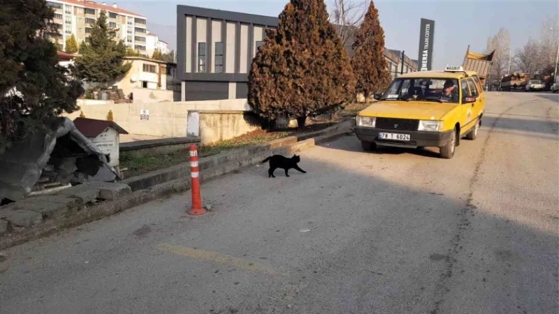 Her gün taksinin yolunu dört gözle bekliyorlar