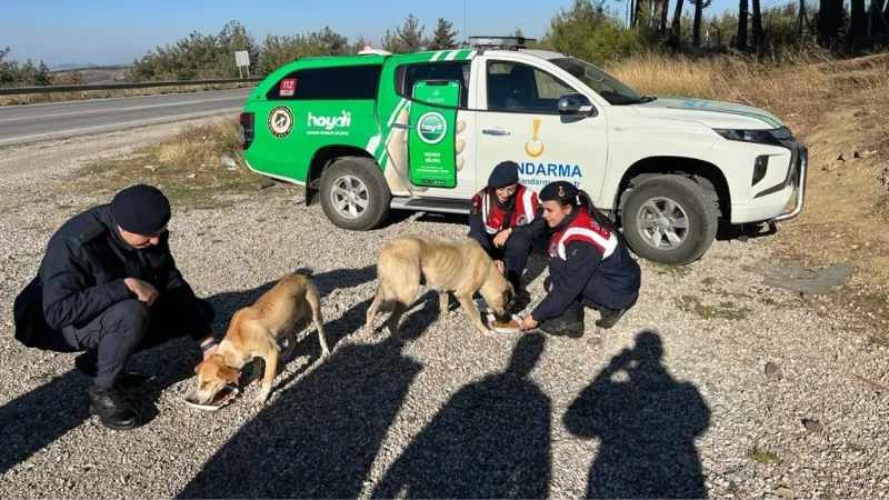 Sokak hayvanlarına jandarma şefkati