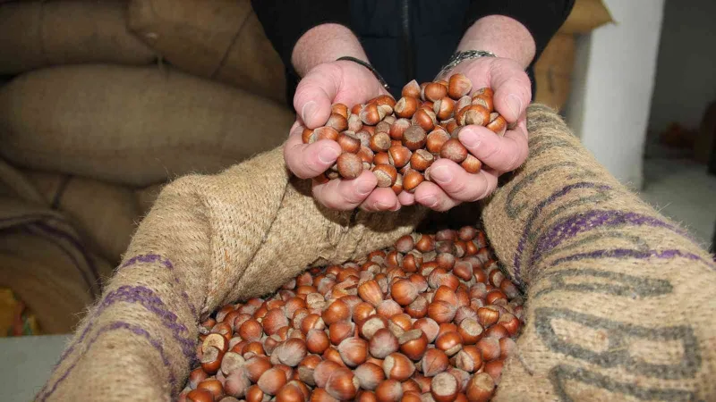 Fındık fiyatı yükselişini sürdürüyor